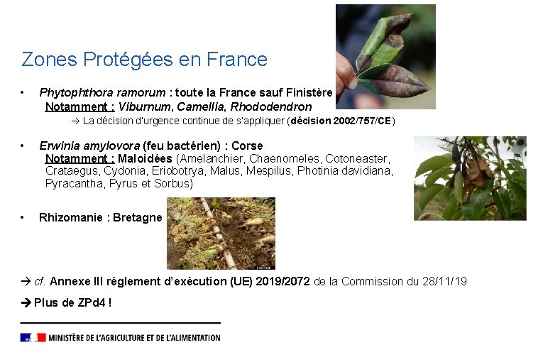 Zones Protégées en France • Phytophthora ramorum : toute la France sauf Finistère Notamment