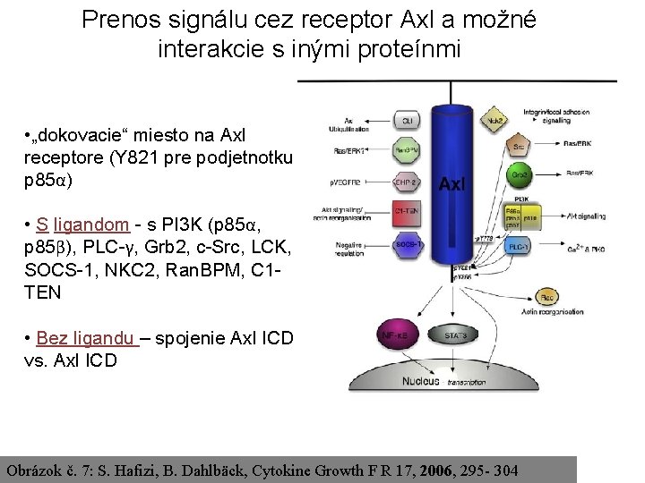 Prenos signálu cez receptor Axl a možné interakcie s inými proteínmi • „dokovacie“ miesto