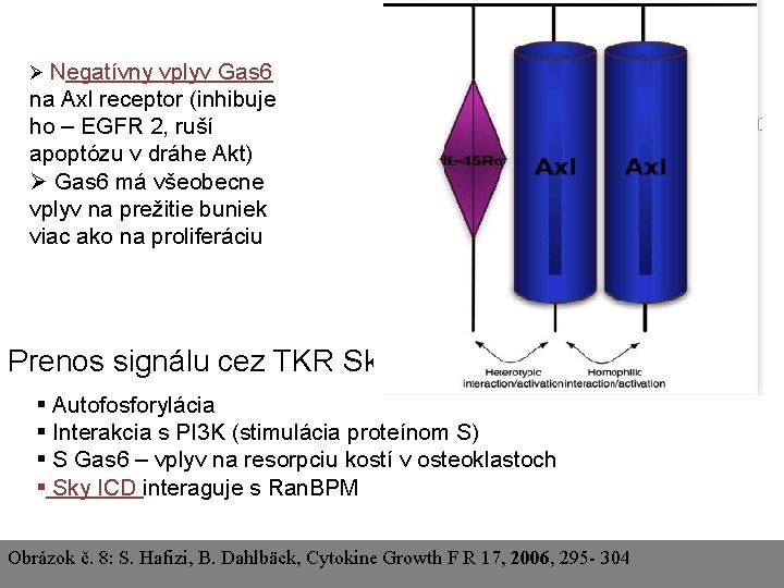Ø Negatívny vplyv Gas 6 na Axl receptor (inhibuje ho – EGFR 2, ruší