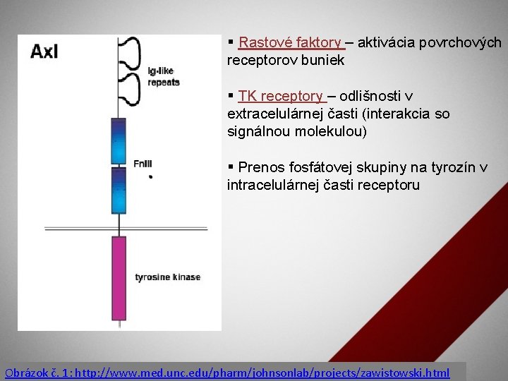 § Rastové faktory – aktivácia povrchových receptorov buniek § TK receptory – odlišnosti v