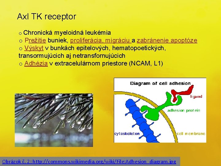Axl TK receptor o Chronická myeloidná leukémia o Prežitie buniek, proliferácia, migráciu a zabránenie
