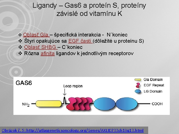 Ligandy – Gas 6 a proteín S, proteíny závislé od vitamínu K v Oblasť
