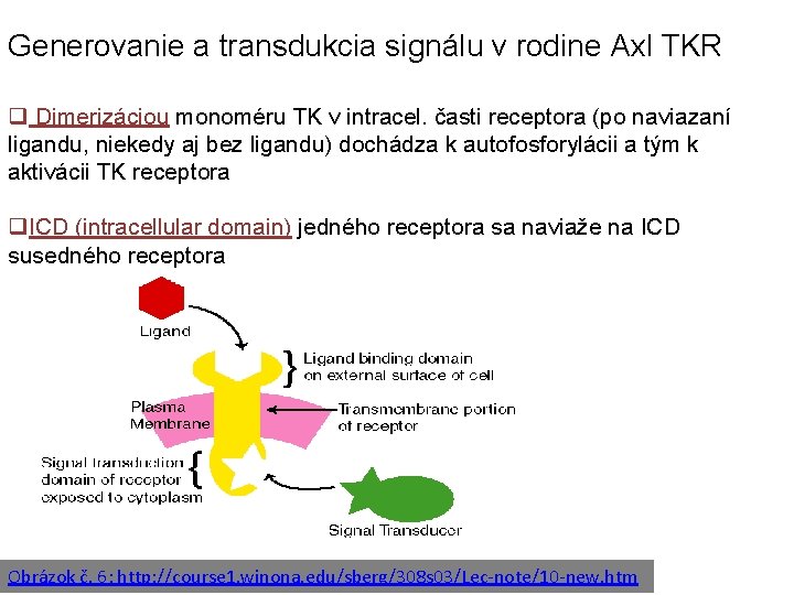 Generovanie a transdukcia signálu v rodine Axl TKR q Dimerizáciou monoméru TK v intracel.