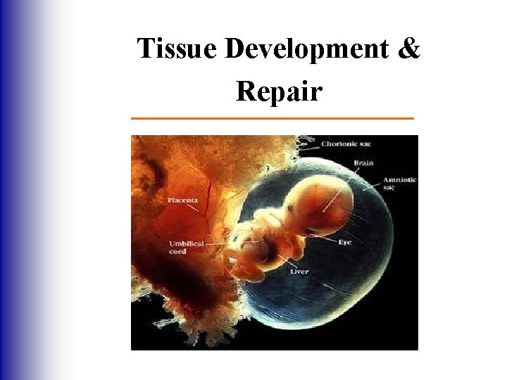 Tissue Development & Repair 