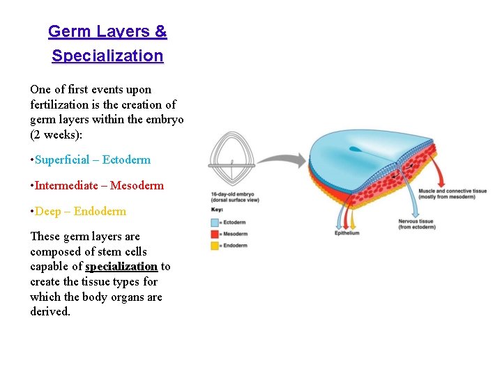 Germ Layers & Specialization One of first events upon fertilization is the creation of