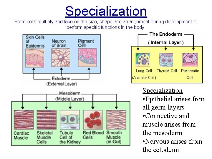 Specialization Stem cells multiply and take on the size, shape and arrangement during development