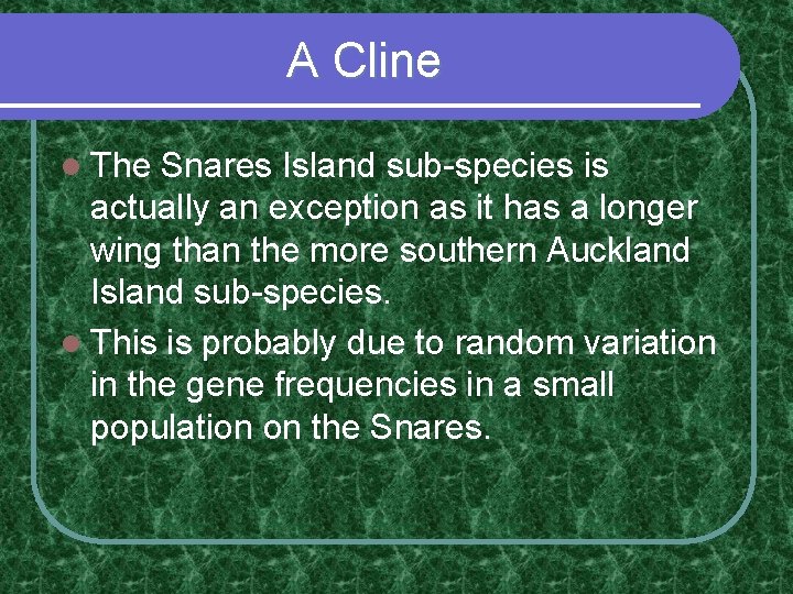 A Cline l The Snares Island sub-species is actually an exception as it has A Cline l The Snares Island sub-species is actually an exception as it has