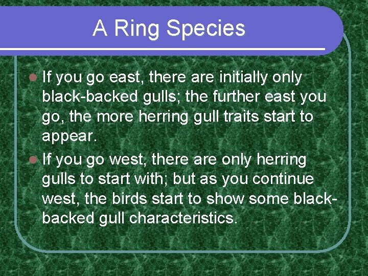 A Ring Species l If you go east, there are initially only black-backed gulls; A Ring Species l If you go east, there are initially only black-backed gulls;