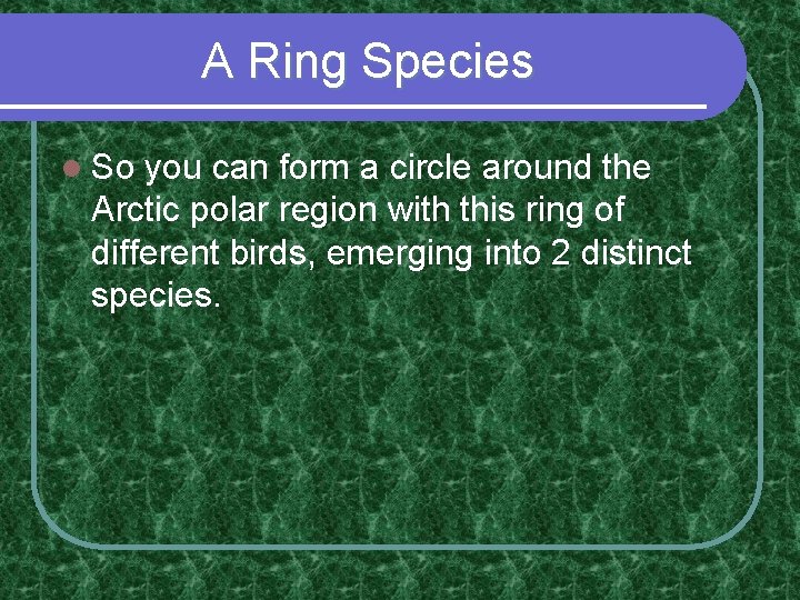 A Ring Species l So you can form a circle around the Arctic polar A Ring Species l So you can form a circle around the Arctic polar