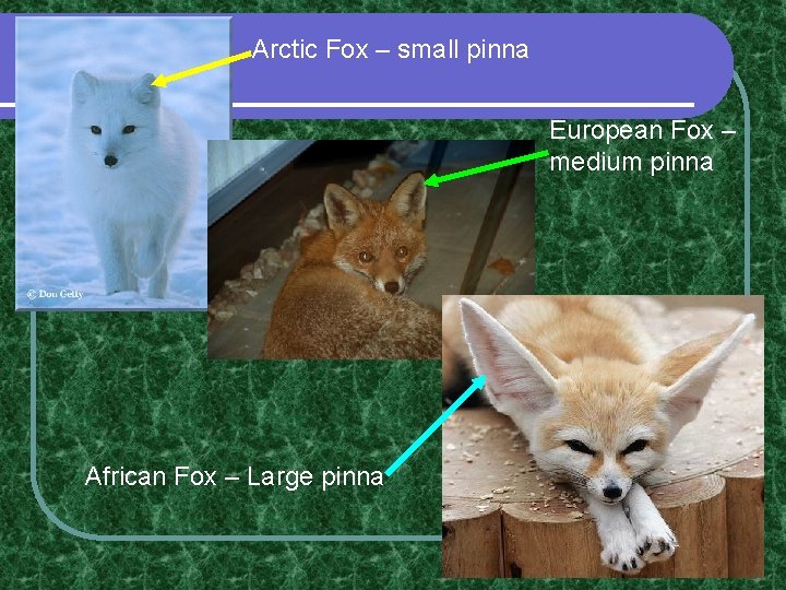 Arctic Fox – small pinna European Fox – medium pinna African Fox – Large Arctic Fox – small pinna European Fox – medium pinna African Fox – Large