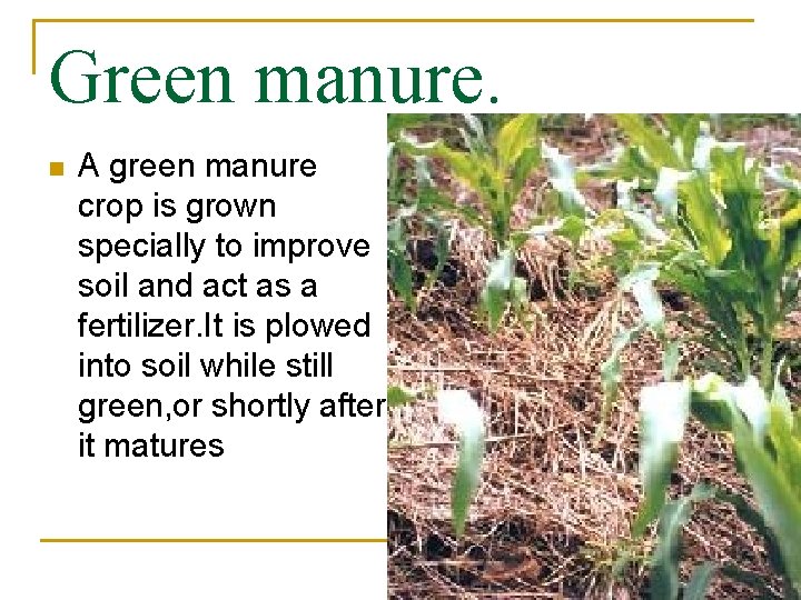 Green manure. n A green manure crop is grown specially to improve soil and
