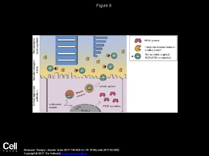 Figure 8 Molecular Therapy - Nucleic Acids 2017 742 -52 DOI: (10. 1016/j. omtn.