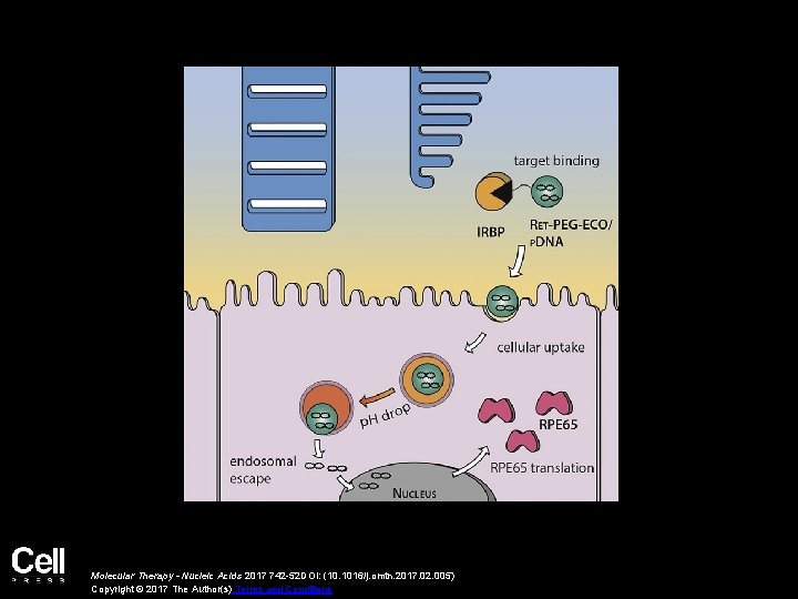 Molecular Therapy - Nucleic Acids 2017 742 -52 DOI: (10. 1016/j. omtn. 2017. 02.