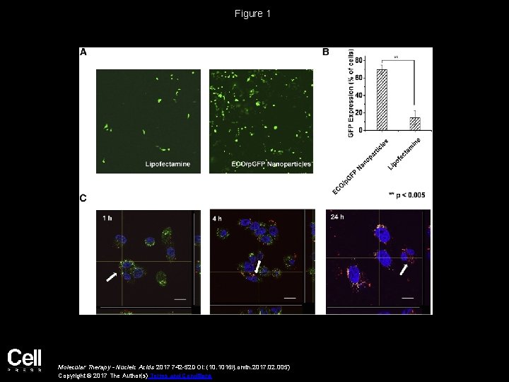 Figure 1 Molecular Therapy - Nucleic Acids 2017 742 -52 DOI: (10. 1016/j. omtn.