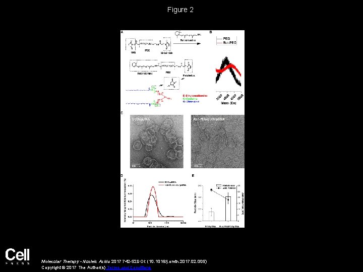 Figure 2 Molecular Therapy - Nucleic Acids 2017 742 -52 DOI: (10. 1016/j. omtn.