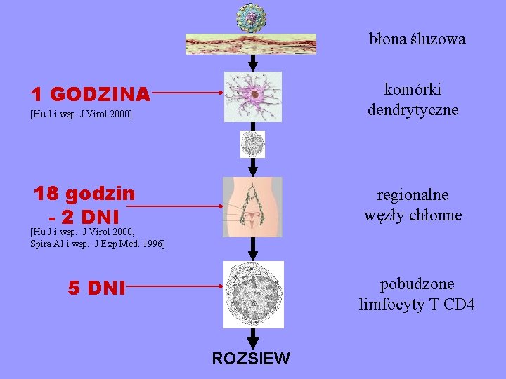 błona śluzowa 1 GODZINA komórki dendrytyczne [Hu J i wsp. J Virol 2000] 18