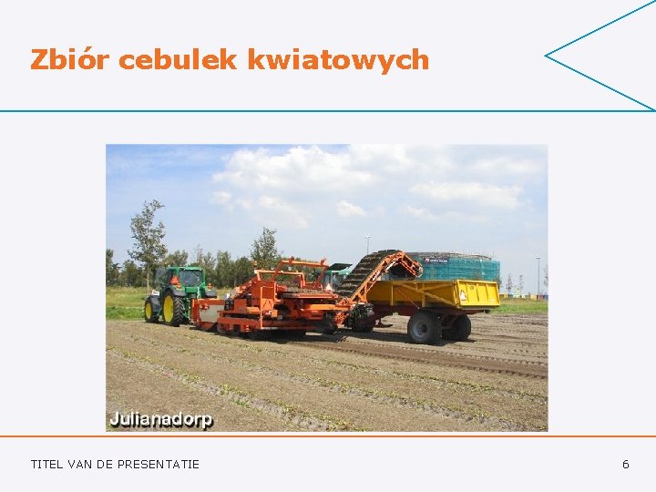 Zbiór cebulek kwiatowych TITEL VAN DE PRESENTATIE 6 