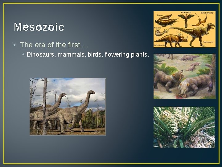 Mesozoic • The era of the first…. • Dinosaurs, mammals, birds, flowering plants. 