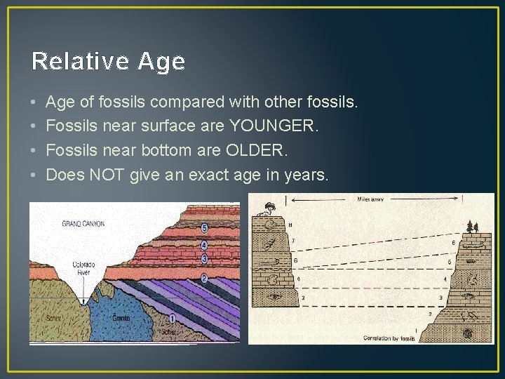 Relative Age • • Age of fossils compared with other fossils. Fossils near surface
