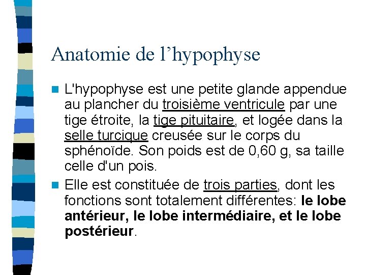 Anatomie de l’hypophyse L'hypophyse est une petite glande appendue au plancher du troisième ventricule