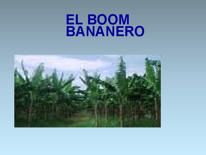 EL BOOM BANANERO 