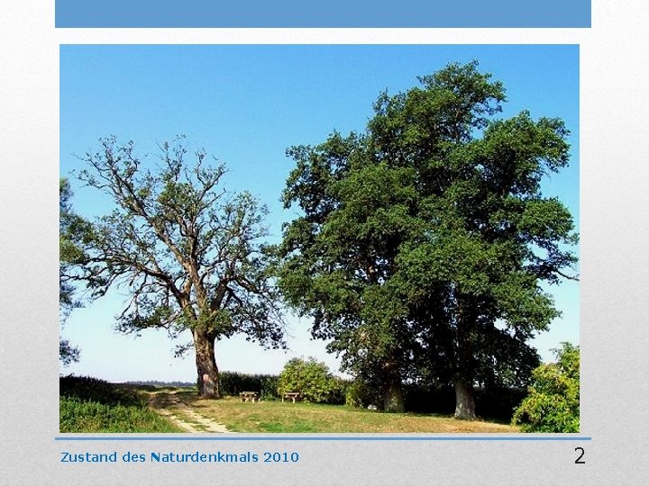 Zustand des Naturdenkmals 2010 2 