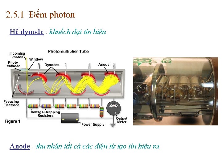 2. 5. 1 Đếm photon Hệ dynode : khuếch đại tín hiệu Anode :