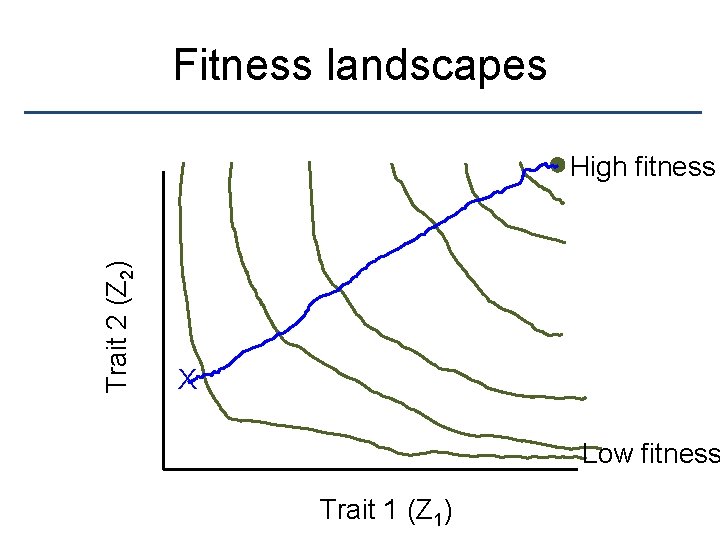 Fitness landscapes Trait 2 (Z 2) High fitness X Low fitness Trait 1 (Z