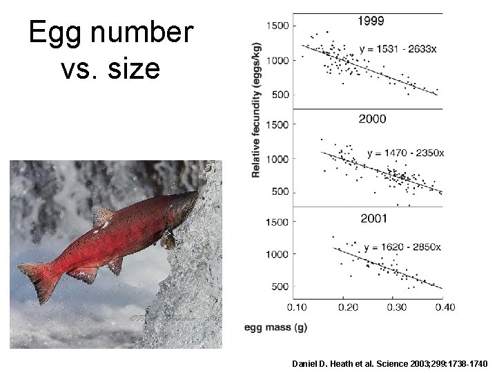 Egg number vs. size Daniel D. Heath et al. Science 2003; 299: 1738 -1740