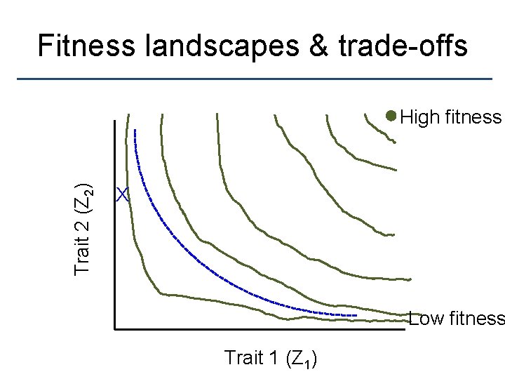 Fitness landscapes & trade-offs Trait 2 (Z 2) High fitness X Low fitness Trait