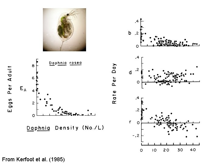 From Kerfoot et al. (1985) 