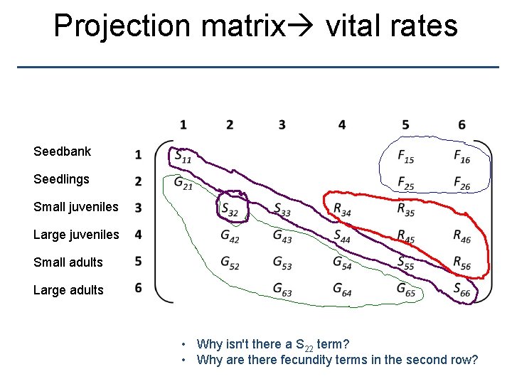 Projection matrix vital rates Seedbank Seedlings Small juveniles Large juveniles Small adults Large adults