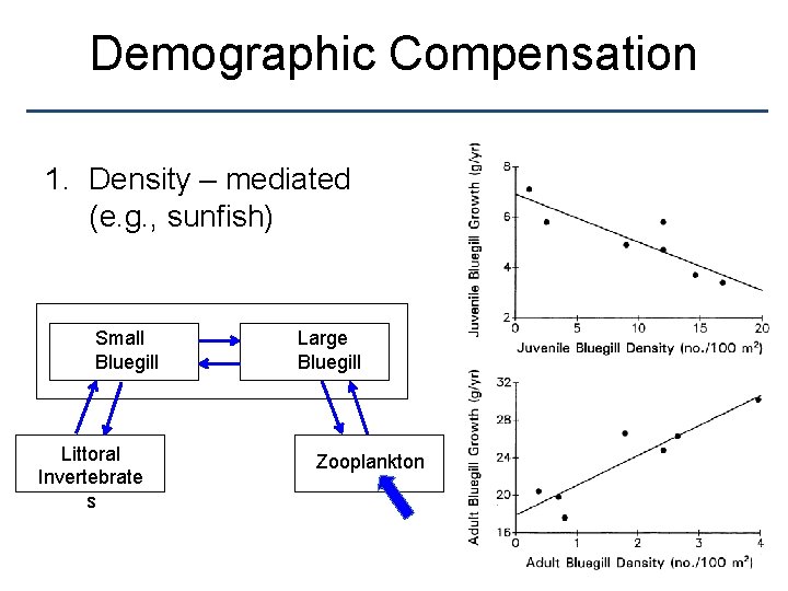 Demographic Compensation 1. Density – mediated (e. g. , sunfish) Small Bluegill Littoral Invertebrate