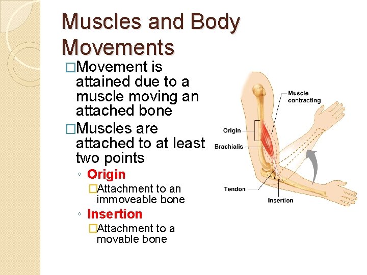 Muscles and Body Movements �Movement is attained due to a muscle moving an attached