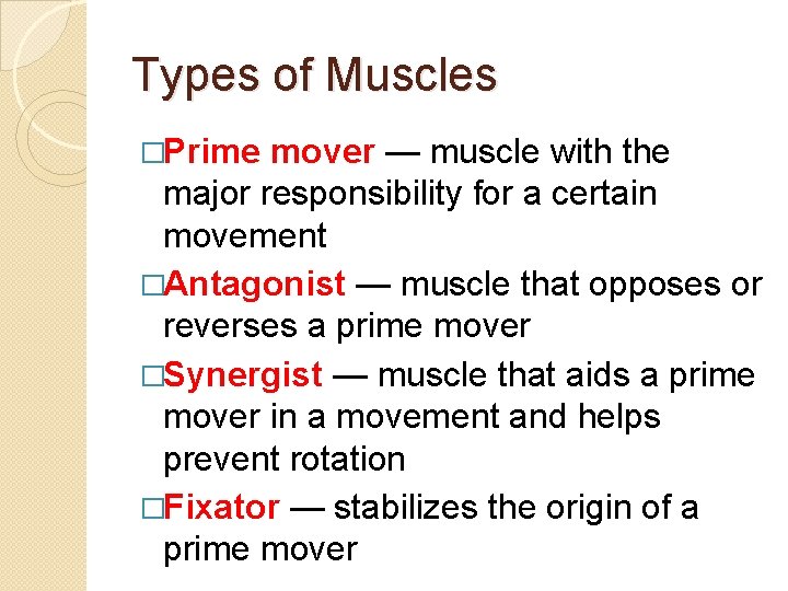 Types of Muscles �Prime mover — muscle with the major responsibility for a certain