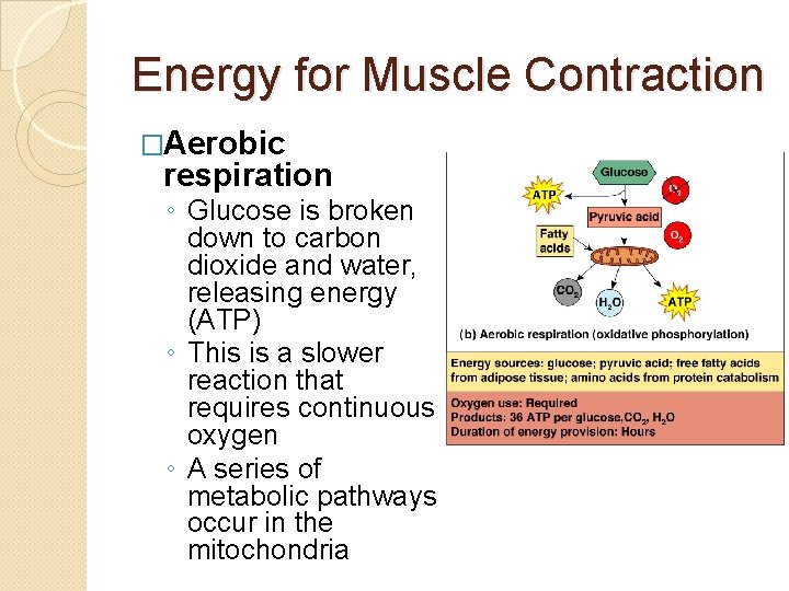 Energy for Muscle Contraction �Aerobic respiration ◦ Glucose is broken down to carbon dioxide