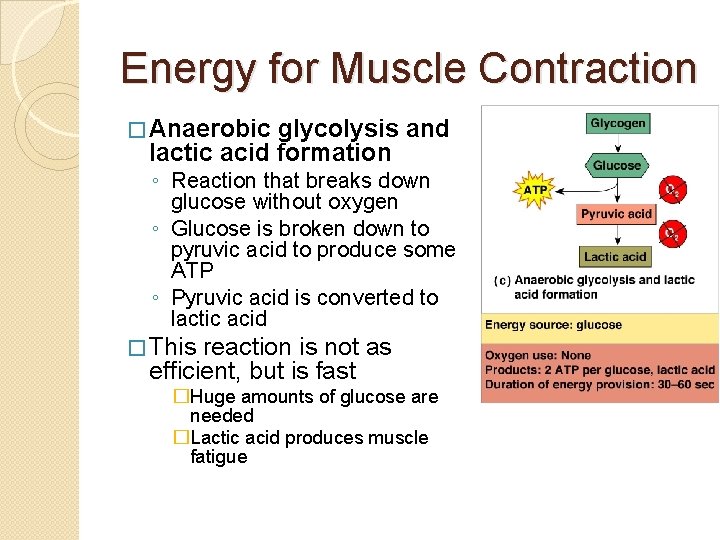 Energy for Muscle Contraction � Anaerobic glycolysis and lactic acid formation ◦ Reaction that