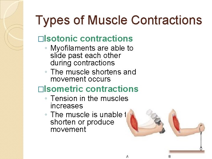 Types of Muscle Contractions �Isotonic contractions ◦ Myofilaments are able to slide past each
