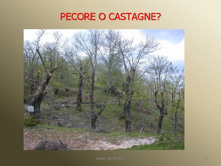 PECORE O CASTAGNE? Napoli, Aprile 2019 20 