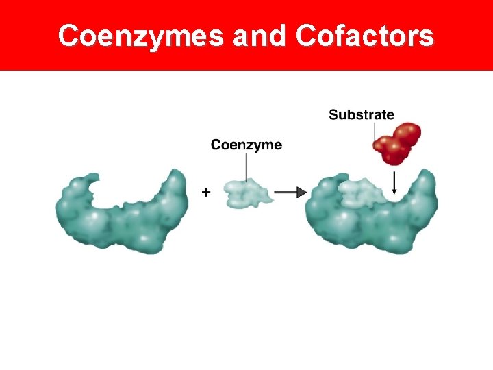 Coenzymes and Cofactors 