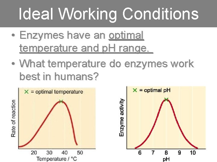 Ideal Working Conditions • Enzymes have an optimal temperature and p. H range. •