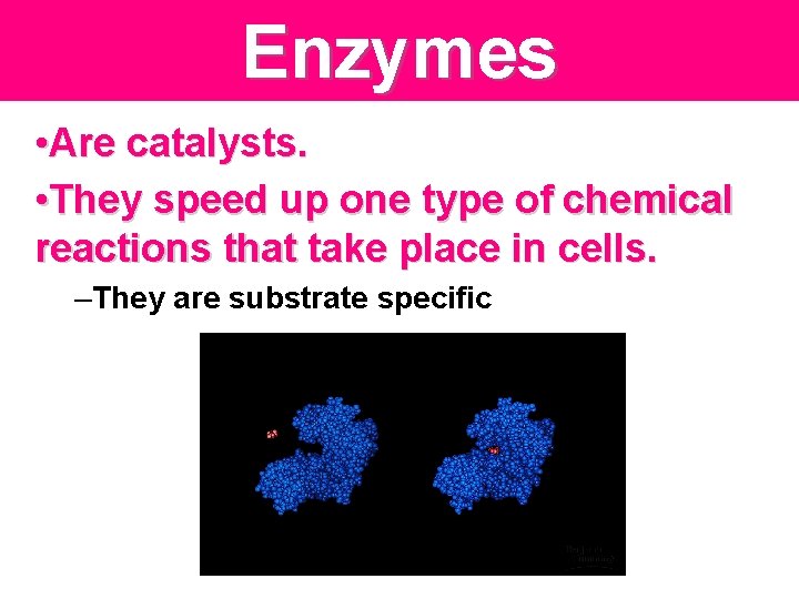 Enzymes • Are catalysts. • They speed up one type of chemical reactions that