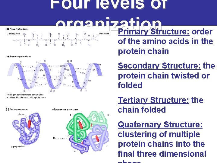 Four levels of organization Primary Structure: order of the amino acids in the protein