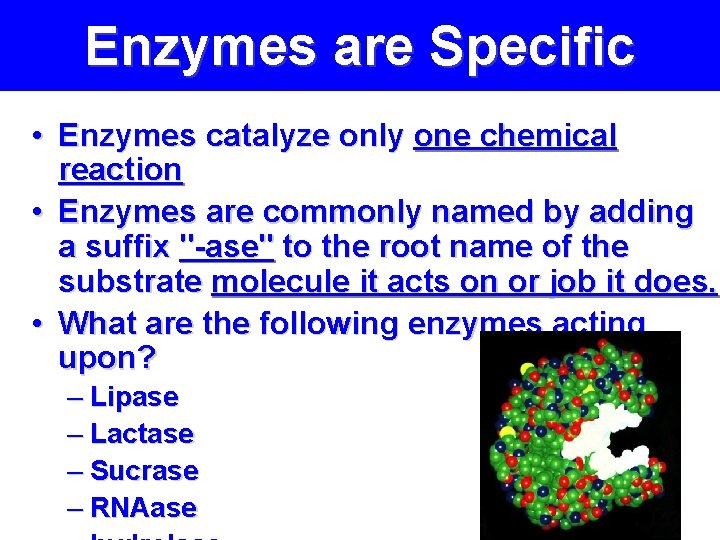 Enzymes are Specific • Enzymes catalyze only one chemical reaction • Enzymes are commonly
