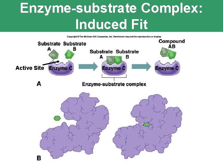 Enzyme-substrate Complex: Induced Fit Active Site 