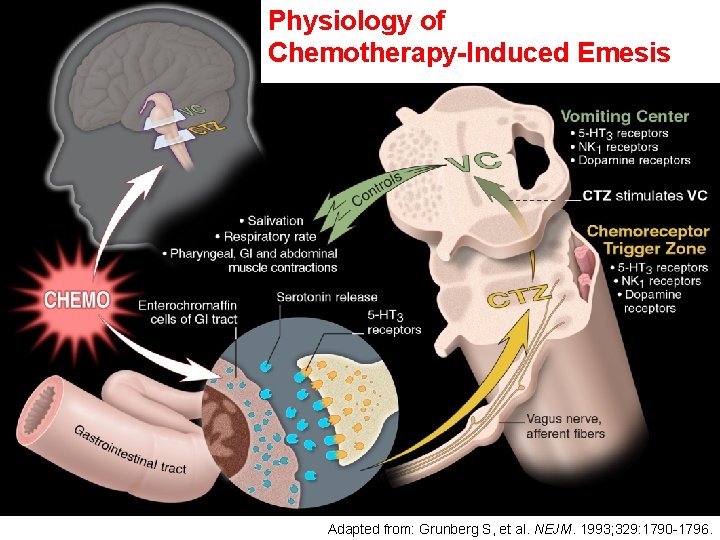 Physiology of Chemotherapy-Induced Emesis Adapted from: Grunberg S, et al. NEJM. 1993; 329: 1790