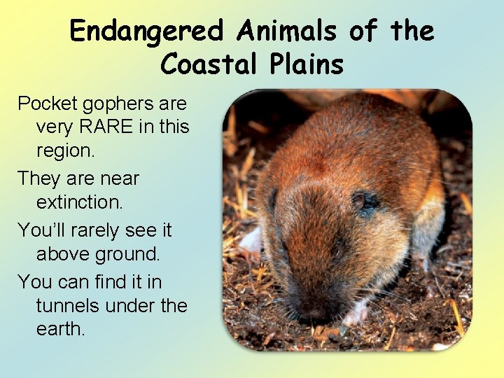 Endangered Animals of the Coastal Plains Pocket gophers are very RARE in this region.