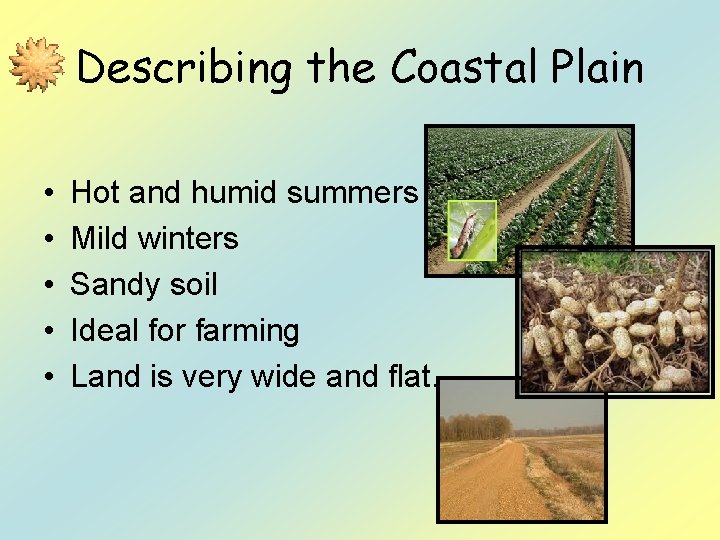 Describing the Coastal Plain • • • Hot and humid summers Mild winters Sandy