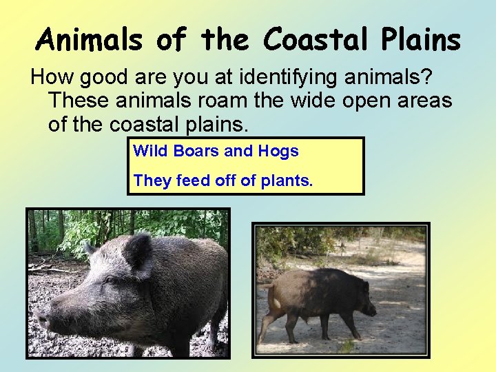 Animals of the Coastal Plains How good are you at identifying animals? These animals