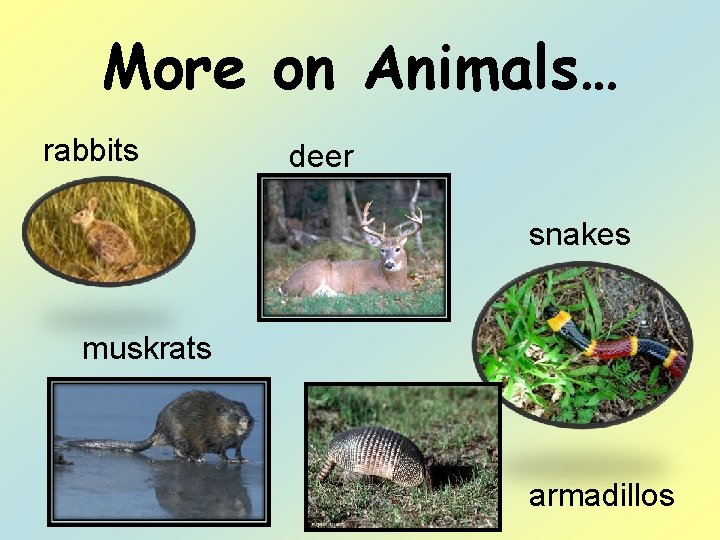 More on Animals… rabbits deer snakes muskrats armadillos 